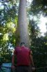 Trying to see the top of one of the giant Kauri pines at Red Peak Station on the Skyrail tour.