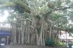 One of the many Fig trees that can be seen in Kuranda at the end of the Skyrail.