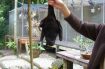 The quirky yet very interesting bat lady in Kuranda taking care of a sick customer.