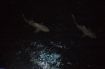 Cal night diving with sharks while aboard the Ocean Quest overnight boat.Best experience of my life!