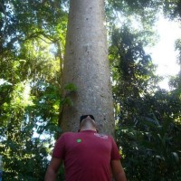 Trying to see the top of one of the giant Kauri pines at Red Peak Station on the Skyrail tour.