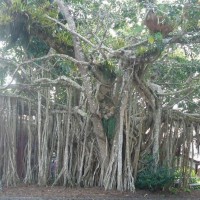 One of the many Fig trees that can be seen in Kuranda at the end of the Skyrail.