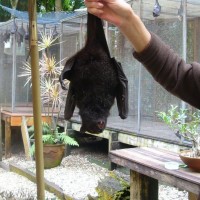 The quirky yet very interesting bat lady in Kuranda taking care of a sick customer.