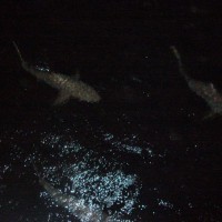 Cal night diving with sharks while aboard the Ocean Quest overnight boat.Best experience of my life!